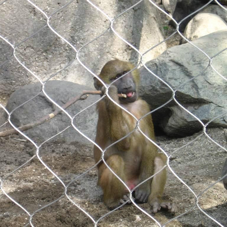 晟群 專業(yè)生產(chǎn)   不銹鋼鋼絲繩編織網(wǎng) 動(dòng)物園防護(hù)網(wǎng)  動(dòng)物園安全防護(hù)網(wǎng)  不銹鋼繩網(wǎng)價(jià)格  品質(zhì)有保證